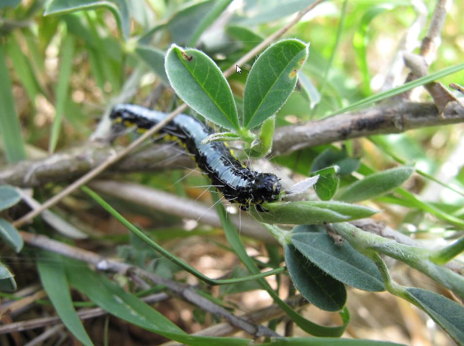 bruco da determinare - Uresiphita gilvata